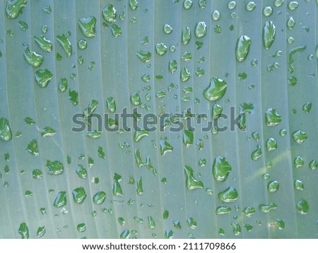Nature water droplets on the green banana leaf in the morning