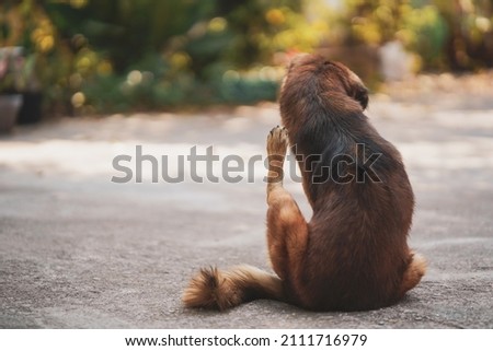 Brown long haired Thai dog was scratching on the cement court.
