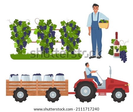 Wine grape harvesting, the first step in winemaking process, flat vector illustration. Vineyard, farmer or gardener with basket, tractor transporting grapes to the winery. Royalty-Free Stock Photo #2111717240