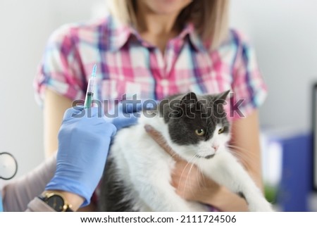 The veterinarian makes a vaccination of a cat