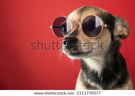 small terrier dog with glasses on a red background