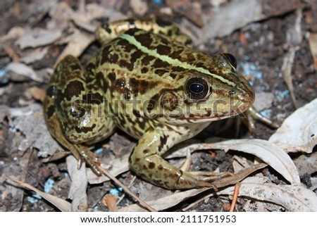The Balkan frog,  Balkan water frog, or Greek marsh frog (Pelophylax kurtmuelleri) in a natural habitat Royalty-Free Stock Photo #2111751953