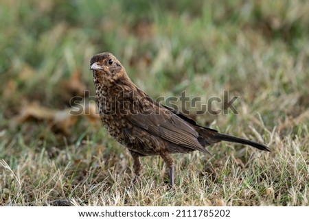 A juvenile Eurasian Blackbird (Common Blackbird). Royalty-Free Stock Photo #2111785202