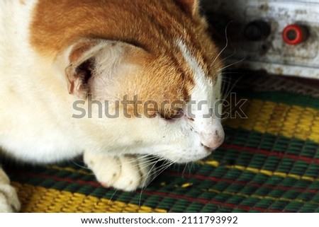 A portrait of Thai cat