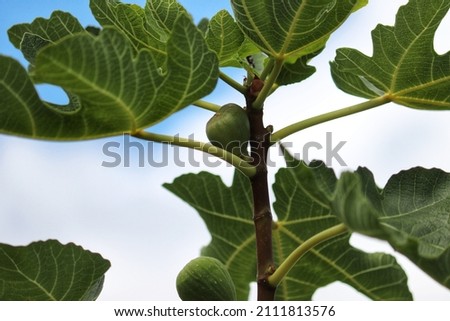 
A beautiful fig tree bearing fruit.