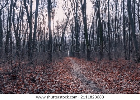 a forest road in the autumn forest in the morning