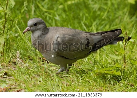 A Stock Dove (Columba oenas) fledgling standing on a patch of grass.
