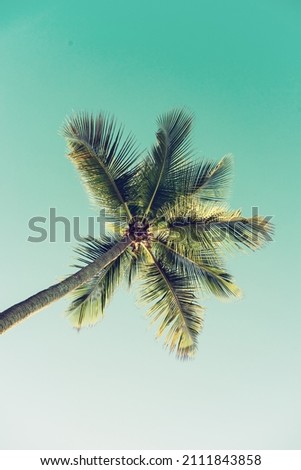 Single palm tree over blue sky, tropical travel vacation background with copy space