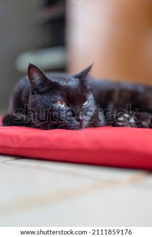 A black cat with yellow eyes very sleepy. Animals defend. Cat lover. pet lover.