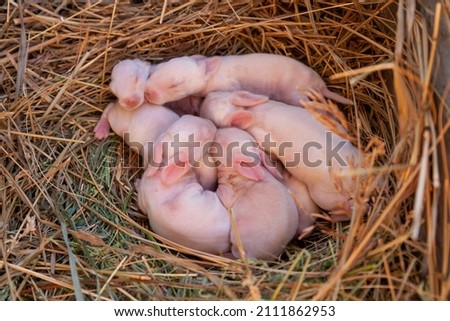 Hairless baby rabbits. Five-day-old rabbits are sleeping. A brood of pink rabbits in the straw.