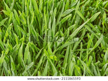 Blade of grass, view from above
