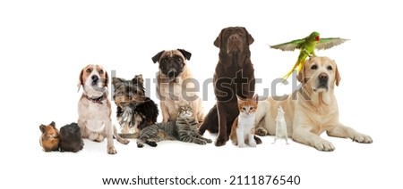 Group of cute pets on white background. Banner design Royalty-Free Stock Photo #2111876540