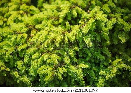 Dwarf ornamental spruce variety Nidiformis (Picea abies, Norway spruce or European spruce). Branches with needles close-up. Natural background Royalty-Free Stock Photo #2111881097
