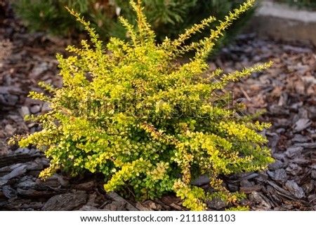 Young bush Japanese barberry or Berberis thunbergii varieties Sensation with yellow and green leaves in landscaping. low growing ornamental plant Royalty-Free Stock Photo #2111881103