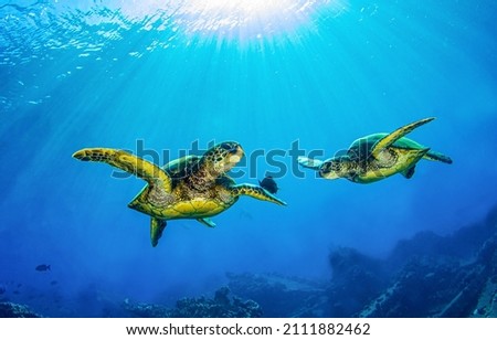 Under water sea turtles. Sea turtle under water in scuba diving scene Royalty-Free Stock Photo #2111882462