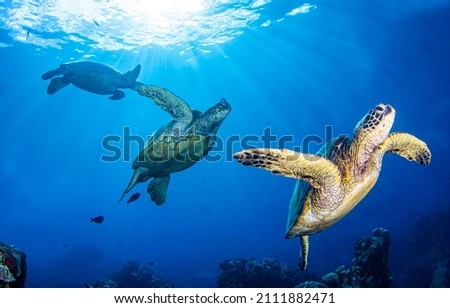 Underwater sea turtles. Sea turtles swim underwater scene. Underwater sea turtles swims. Sea turtles group underwater Royalty-Free Stock Photo #2111882471