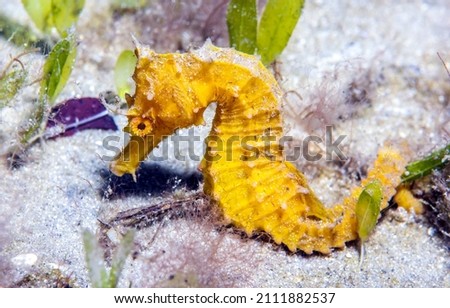 Yellow seahorse underwater scene. Underwater seahorse. Underwater yellow seahorse. Yellow seahorse undersea Royalty-Free Stock Photo #2111882537