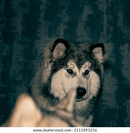 Funny Alaskan Malamute portrait. Adorable young boy in a vintage picture. Purebred dog with lovely face. Selective focus on the details, blurred background.