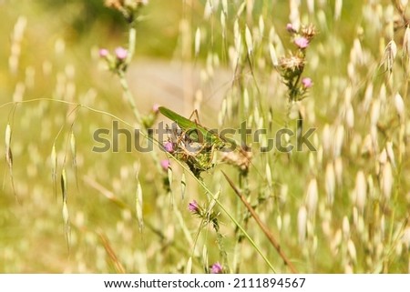 Grasshopper in the green field with pink flowers rural spring summer day.