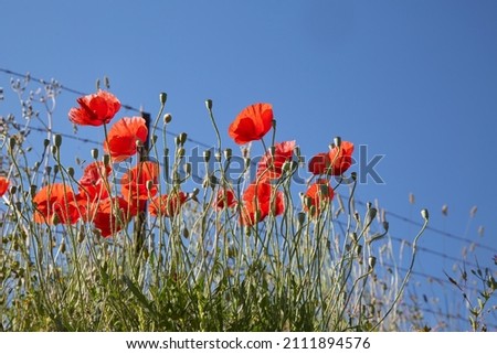 Set of poppies behind fence blue sky spring summer.
