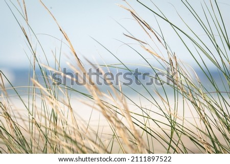 green and brown blades of thin plant life reed grass desperately clinging onto root held surface of sand on top of the seaside dunes while salty air blows and waves in the wind Royalty-Free Stock Photo #2111897522
