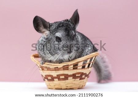 picture of a Young Chinchilla over white and pink background