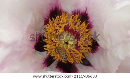 The flowering of a white-pink peony. Floral Texture Background