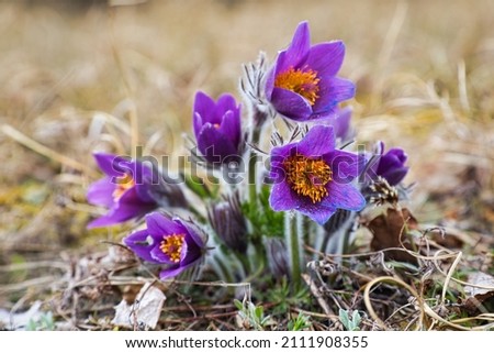One of the first pasqueflower, Pulsatilla vulgaris, appearing in spring in Stenshuvud national park, Sweden Royalty-Free Stock Photo #2111908355