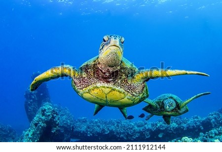 Sea turtles swim underwater scene. Aquatic animals undersea Royalty-Free Stock Photo #2111912144