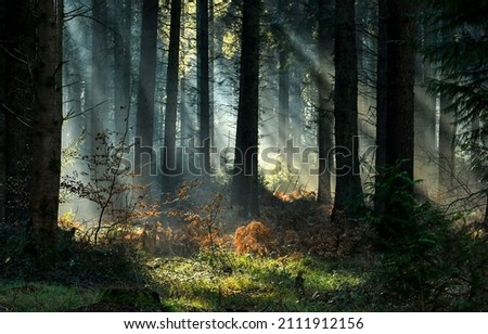 Sunbeams in the dark forest. Deep forest tree Royalty-Free Stock Photo #2111912156