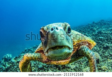 Underwater sea turtle portrait. Sea turtle underwater portrait. Underwater sea turtle. Sea turtle underwater Royalty-Free Stock Photo #2111912168