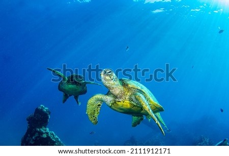 Sea turtles swim underwater scene. Underwater sea turtles. Sea turtles underwater. Underwater sea turtles view Royalty-Free Stock Photo #2111912171