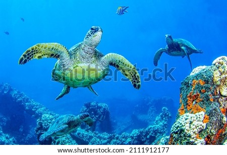 Sea turtles swim underwater scene. Underwater sea turtles view. Underwater sea turtles. Sea turtles underwater Royalty-Free Stock Photo #2111912177