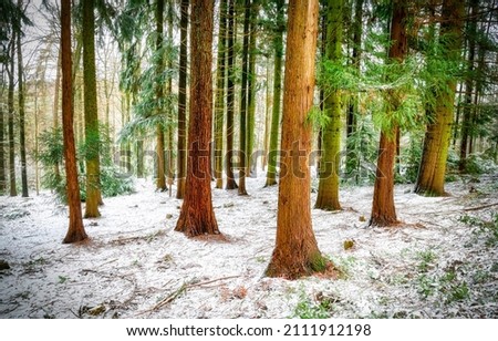 Pine trees in winter forest. Snow in pine tree forest. Snowy pine forest scene Royalty-Free Stock Photo #2111912198