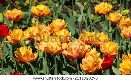 group of beautiful orange tulips with selective, large format for nature background at spring or summer season