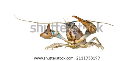 Stone crayfish, Austropotamobius torrentium, is a freshwater crayfish, isolated on white Royalty-Free Stock Photo #2111938199