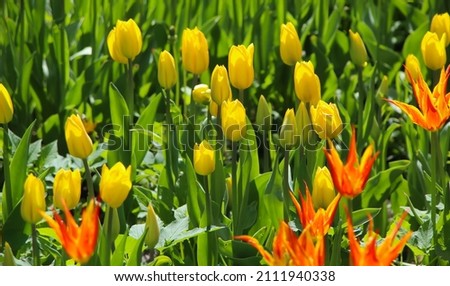 Yellow and Red tulip with beautiful blurry bouquet background, large format