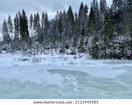 Pine trees and frozen river up in Transylvania, Romania. Royalty-Free Stock Photo #2111943983
