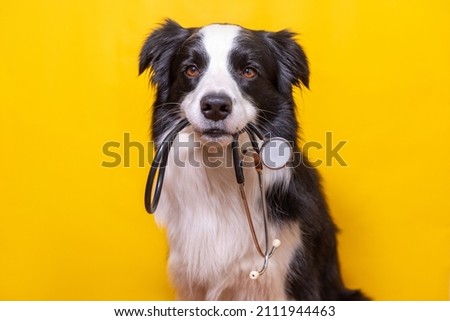 Puppy dog border collie holding stethoscope in mouth isolated on yellow background. Purebred pet dog on reception at veterinary doctor in vet clinic. Pet health care and animals concept Royalty-Free Stock Photo #2111944463