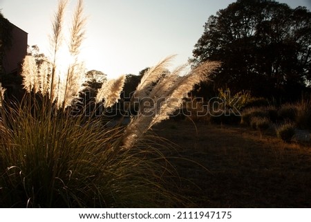 Rural landscape in mexico with feather tail flower in the middle of sunset