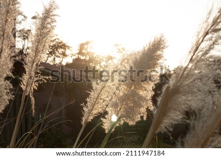 Foxtail flower moving freely with the wind in rural environment under the rays of sunlight at sunset in rural environment