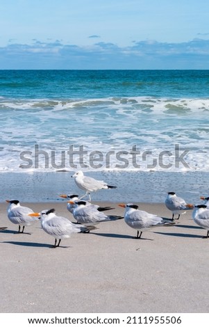 Beautiful picture with the view of Melbourne Beach in Florida with Gull birds, taken in December 2018.