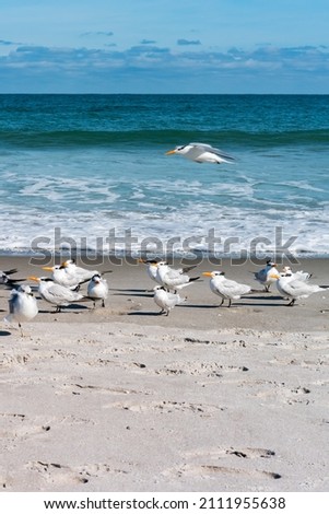 Beautiful picture with the view of Melbourne Beach in Florida with Gull birds, taken in December 2018.