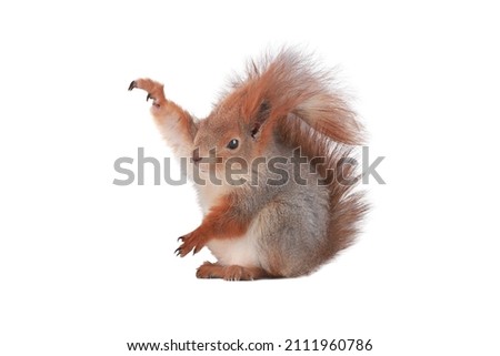 squirrel with raised paws isolated on white background. between the paws, squirrel have space to insert various items