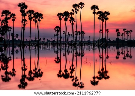 Silhouette sugar palm tree farm with skyline reflection on water and twilight sky at dawn, Dongtan Sam Khok, Pathum Thani, Thailand. Famous travel destination or holiday maker in tropics country, Siam