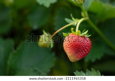 Blurred image of one ripe strawberry against the background of green foliage.