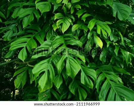 monstera deliciosa, is a climbing wild plant that is easy to grow in tropical forests. the leaves are dark green in size and have a slit on each side