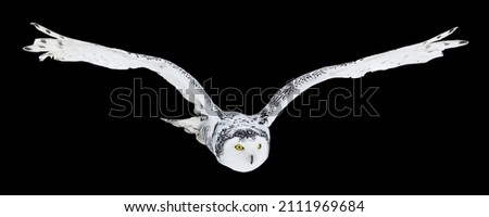 Owl in flight isolated on black background. Snowy owl, Bubo scandiacus, flies with spread wings. Hunting arctic owl. Beautiful white polar bird with yellow eyes. Winter in wild nature habitat.