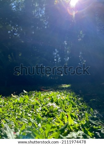 Beautiful nature in the spring forest grass with sunshine in the afternoon