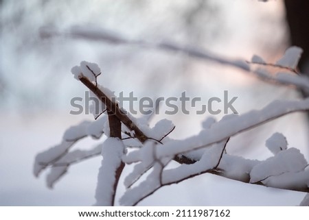 Beautiful winter landscape with field of white snow and tree branches in hoarfrost at sunset frosty day. High quality photo